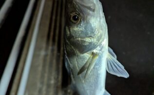 2026.4.2　市内河川　スズキ