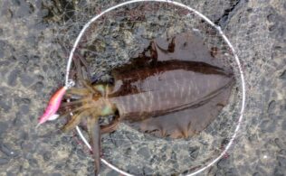 南部方面アオリイカ