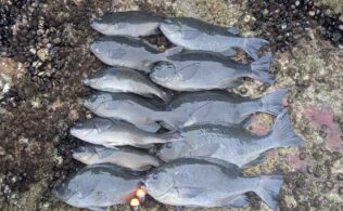 香焼裸瀬　クロ