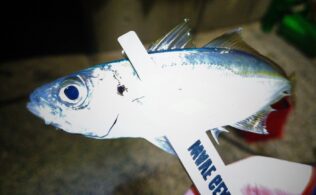 2026.4.10 糸島半島　アジ