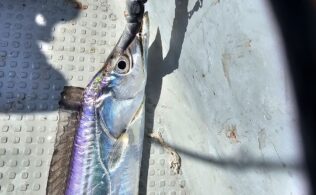 2026.4.5 博多湾　太刀魚