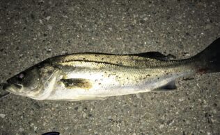 2026.4.11 市内河川　スズキ