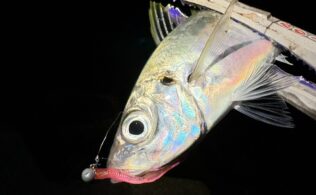 アジング釣行ッ