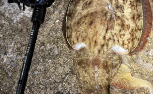 コウイカエギングの巻！