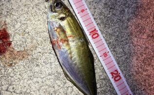 アジ・メバルライトゲーム♪