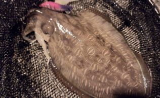 コウイカ狙いも面白い！