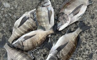 坂ノ市一文字　乗っ込みチヌ好調！