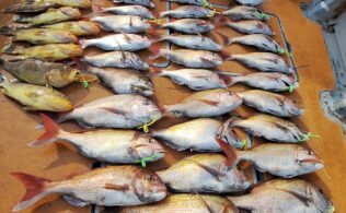 2026.4.13 玄界灘 真鯛、根魚