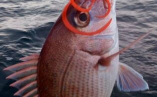 海の中はサクラ満開！！