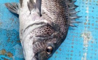 トップでも出ますよ！！