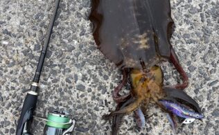 長崎南部　アオリイカ