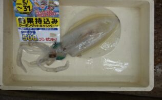 雨ですがアオリイカヽ(^o^)丿