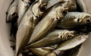 サビキ釣り、シーズンIN☆