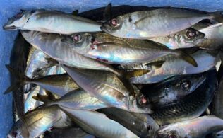 サビキ釣り好調♪サイズはばらつきあり！