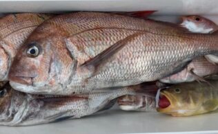 4/7 玄界灘 真鯛・根魚等