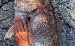 北部方面　底物　マダイ、イシガキダイ