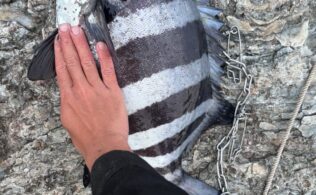 長崎北部地磯　石鯛