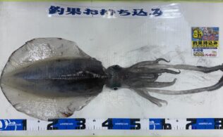 お客様　釣果情報　障泥烏賊