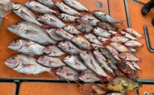 伊王島沖　マダイなど