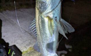 2026.4.19 博多湾　スズキ