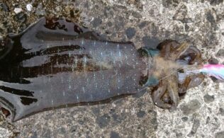 牧島弁天漁港　アオリイカ