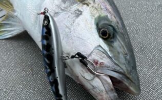 壱岐沖　ヒラマサ　最大15kgまでが船中6匹