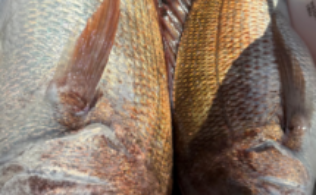 4月8日 玄界灘 真鯛