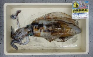 長崎南部　アオリイカ