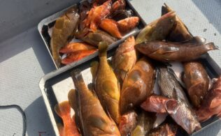 2026.4.12 平戸沖　アコウ等