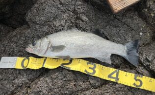 2026.4.15 ヒラスズキ