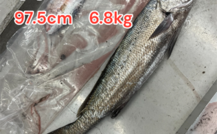 釣果お持ち込み！オオニベ