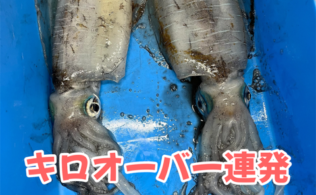 お持ち込み釣果！アオリイカ