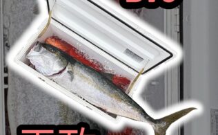ヒラマサの釣果持込み！