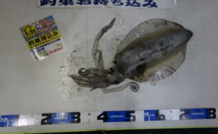 お客様お持込み釣果　アオリイカ