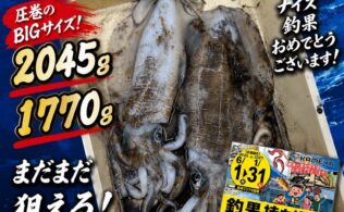 アオリイカ2㎏！
