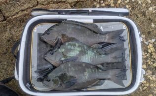 香焼地磯　クロ　