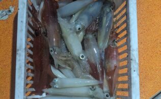 野母崎沖　ケンサキイカ　