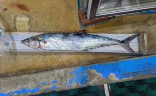 神の島　ネリゴ、サワラ