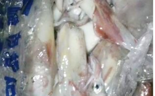 夜焚きのイカ釣り好調！！