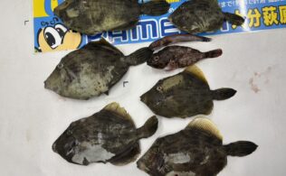 堤防カワハギのお持ち込み♪