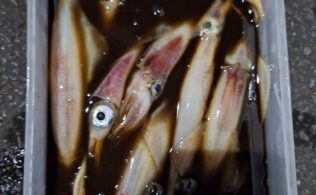 イカメタル釣れてます！