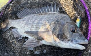 大村湾西部　チヌ　最大45cm程度までが4匹