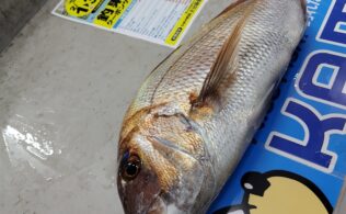 マダイ‼️大分市内カゴ釣り釣果です‼️