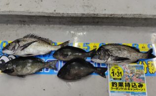 グレ・チヌのお持ち込みです‼️