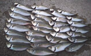 池島沖でのバチコン、まだまだ好調！