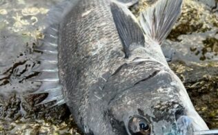 琴海方面　チヌ