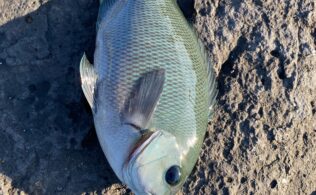 メジナが釣れています！！