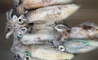 夏エギングで爆釣
