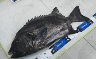 お客様　釣果情報　石鯛