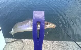 大村湾でキス！！